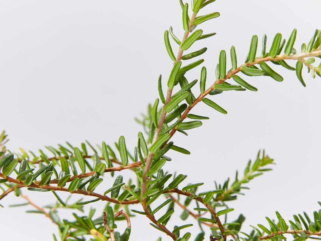 Shrubs Hibbertia Vestita Little Rocker 5 Shrubs Hibbertia Vestita Little Rocker