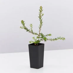 Shrubs Hibbertia Vestita Little Rocker 9 Shrubs Hibbertia Vestita Little Rocker