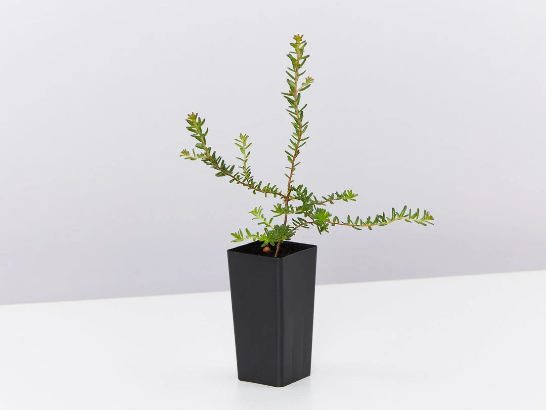 Shrubs Hibbertia Vestita Little Rocker 6 Shrubs Hibbertia Vestita Little Rocker