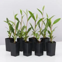 Shrubs Hibbertia Scandens Full Sun