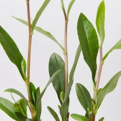 Shrubs Hibbertia Scandens Full Sun