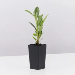 Shrubs Hibbertia Scandens Full Sun