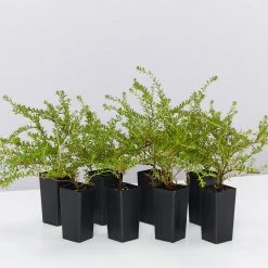 Shrubs Full Sun Hibbertia Serpyllifolia