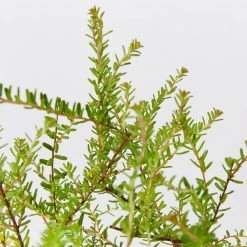 Shrubs Full Sun Hibbertia Serpyllifolia