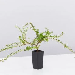 Shrubs Full Sun Hibbertia Serpyllifolia