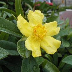 Shrubs Hibbertia Scandens Full Sun