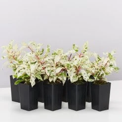 Shrubs Hibiscus Cooperi Rosa-Sinensis