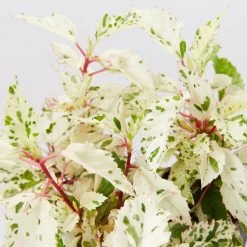 Shrubs Hibiscus Cooperi Rosa-Sinensis