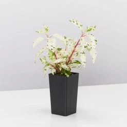 Shrubs Hibiscus Cooperi Rosa-Sinensis