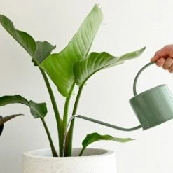 Hoselink Indoor Watering Can - Small