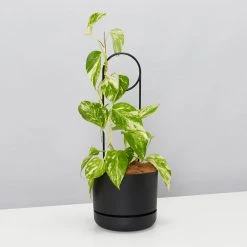 Plants In A Box Plant Stakes & Stands Halo Plant Stake