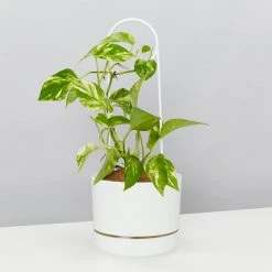 Plants In A Box Plant Stakes & Stands Halo Plant Stake