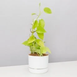 Pot + Plant Gift Box The Housewarming Gift Box