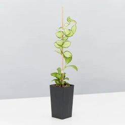 Indoor Garden Special Hoya Assorted Plant Pack 15 Indoor Garden Special Hoya Assorted Plant Pack