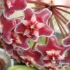 Plants In A Box Hoya Pubicalyx Red Buttons Climbing Plants 1 Plants In A Box Hoya Pubicalyx Red Buttons Climbing Plants