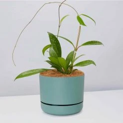 Pot + Plant Gift Box Hoya Pubicalyx - Pot + Plant + Soil