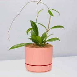 Pot + Plant Gift Box Hoya Pubicalyx - Pot + Plant + Soil