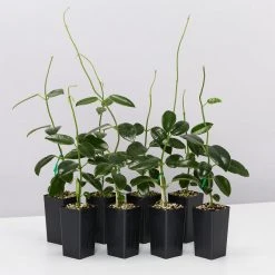 Indoor Garden Hoya Coronaria Red Wax Flower