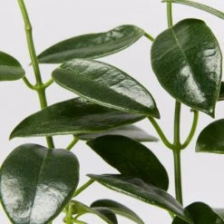 Indoor Garden Hoya Coronaria Red Wax Flower