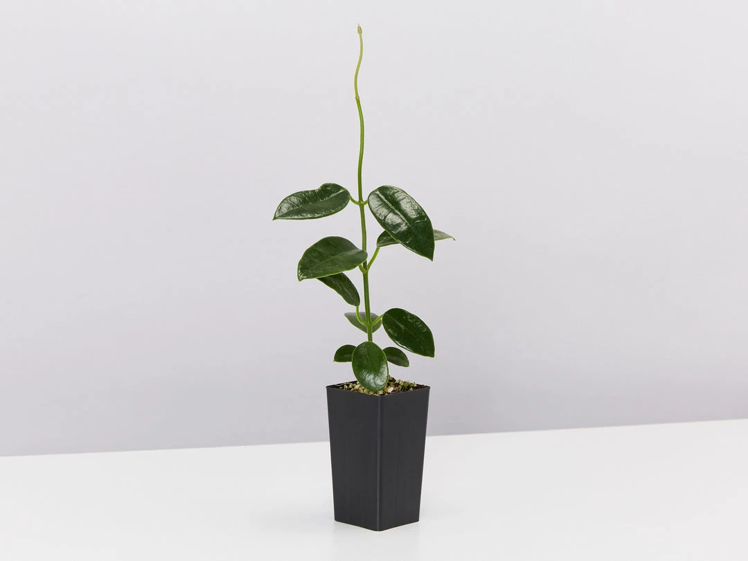 Indoor Garden Special Hoya Assorted Plant Pack 7 Indoor Garden Special Hoya Assorted Plant Pack