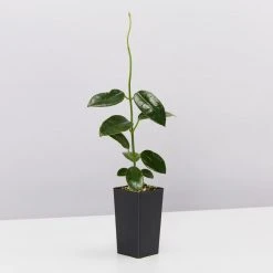 Indoor Garden Climbing Plants Assorted Hoya Plant Box 9 Indoor Garden Climbing Plants Assorted Hoya Plant Box