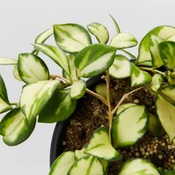 Indoor Garden Hoya Heuschkeliana Variegata Pet-friendly Indoor Plants
