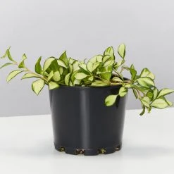 Indoor Garden Hoya Heuschkeliana Variegata Pet-friendly Indoor Plants