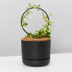 Pot + Plant Gift Box Hoya Gift Box - Includes Pot + Plant Stake + Soil Pet-friendly Indoor Plants