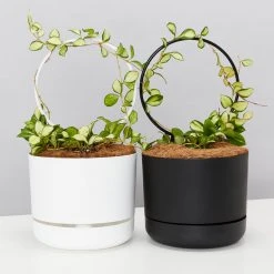 Pot + Plant Gift Box Hoya Gift Box - Includes Pot + Plant Stake + Soil Pet-friendly Indoor Plants