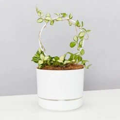 Pot + Plant Gift Box Hoya Gift Box - Includes Pot + Plant Stake + Soil Pet-friendly Indoor Plants