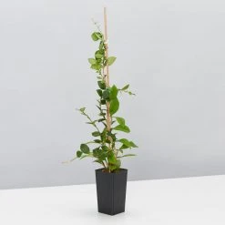 Indoor Garden Special Hoya Assorted Plant Pack 13 Indoor Garden Special Hoya Assorted Plant Pack