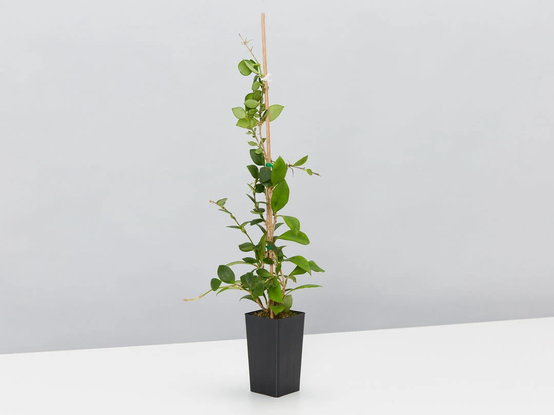 Indoor Garden Special Hoya Assorted Plant Pack 6 Indoor Garden Special Hoya Assorted Plant Pack