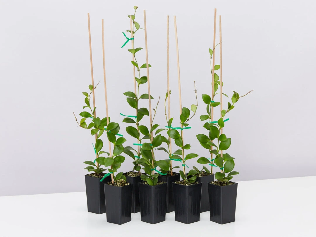 Indoor Garden Hoya Heuschkeliana Pet-friendly Indoor Plants 3 Indoor Garden Hoya Heuschkeliana Pet-friendly Indoor Plants