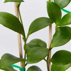 Indoor Garden Hoya Heuschkeliana Pet-friendly Indoor Plants