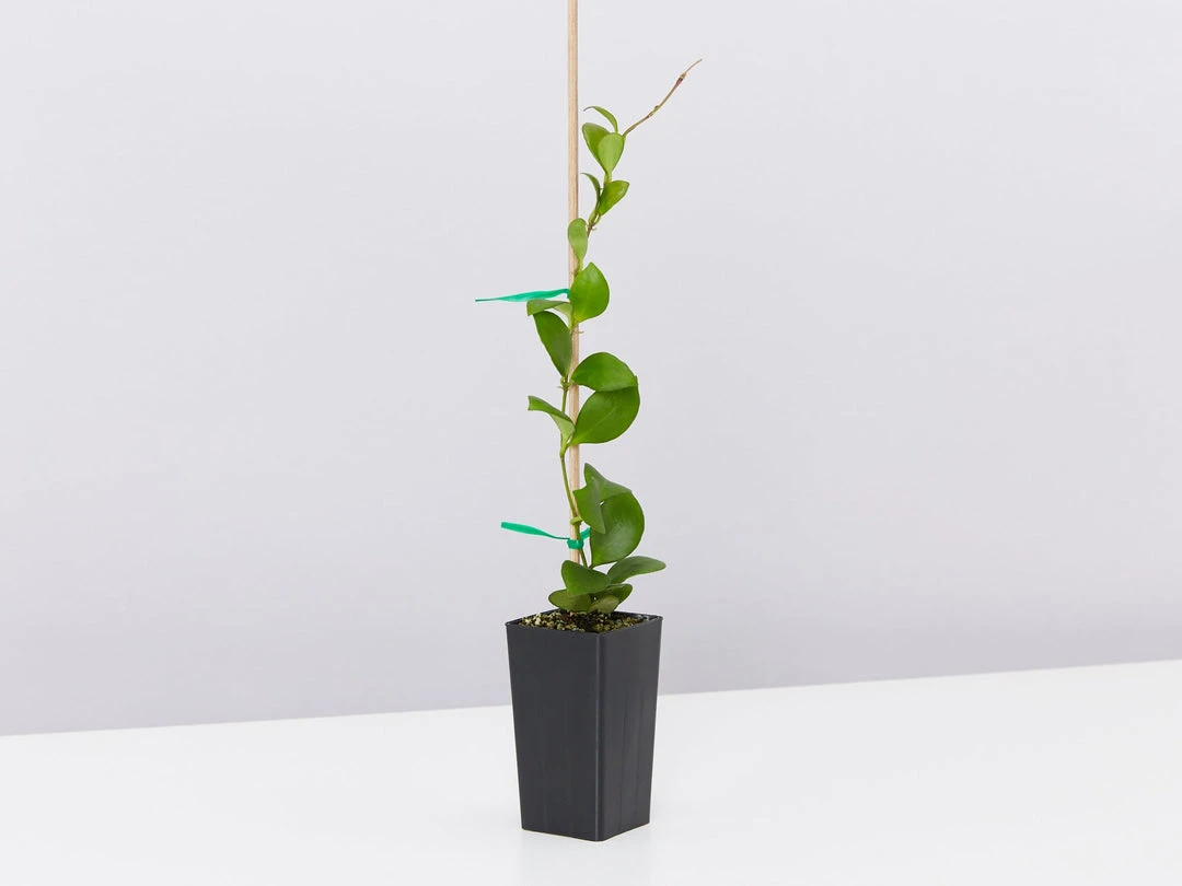 Indoor Garden Hoya Heuschkeliana Pet-friendly Indoor Plants 5 Indoor Garden Hoya Heuschkeliana Pet-friendly Indoor Plants