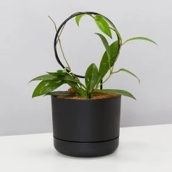 Pot + Plant Gift Box Hoya Gift Box - Includes Pot + Plant Stake + Soil Pet-friendly Indoor Plants