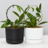 Pot + Plant Gift Box Hoya Gift Box - Includes Pot + Plant Stake + Soil Pet-friendly Indoor Plants