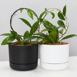 Pot + Plant Gift Box Hoya Gift Box - Includes Pot + Plant Stake + Soil Pet-friendly Indoor Plants
