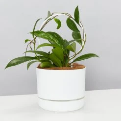 Pot + Plant Gift Box Hoya Gift Box - Includes Pot + Plant Stake + Soil Pet-friendly Indoor Plants