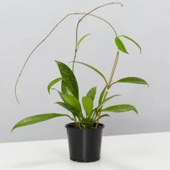 Pot + Plant Gift Box Hoya Pubicalyx - Pot + Plant + Soil