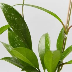 Plants In A Box Hoya Pubicalyx Climbing Plants