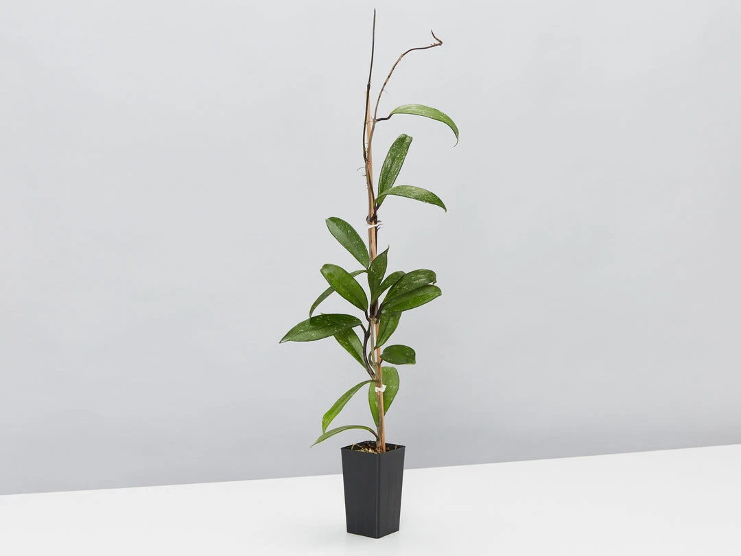 Indoor Garden Pet-Friendly Indoor Plant Pack 😀 7 Indoor Garden Pet-Friendly Indoor Plant Pack ????