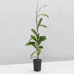 Plants In A Box Hoya Pubicalyx Red Buttons Climbing Plants