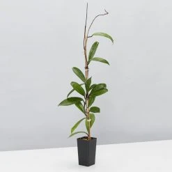 Indoor Garden Climbing Plants Assorted Hoya Plant Box 10 Indoor Garden Climbing Plants Assorted Hoya Plant Box