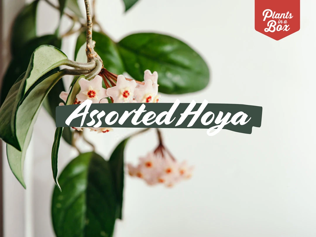 Indoor Garden Climbing Plants Assorted Hoya Plant Box 3 Indoor Garden Climbing Plants Assorted Hoya Plant Box