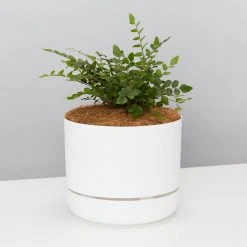 Pot + Plant Gift Box The Fern Gift Box - Pot + Plant + Soil Easy Care Plants