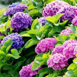Shrubs Hydrangea Alpen Gluth