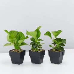 Shrubs Hydrangea Mixed - 85mm