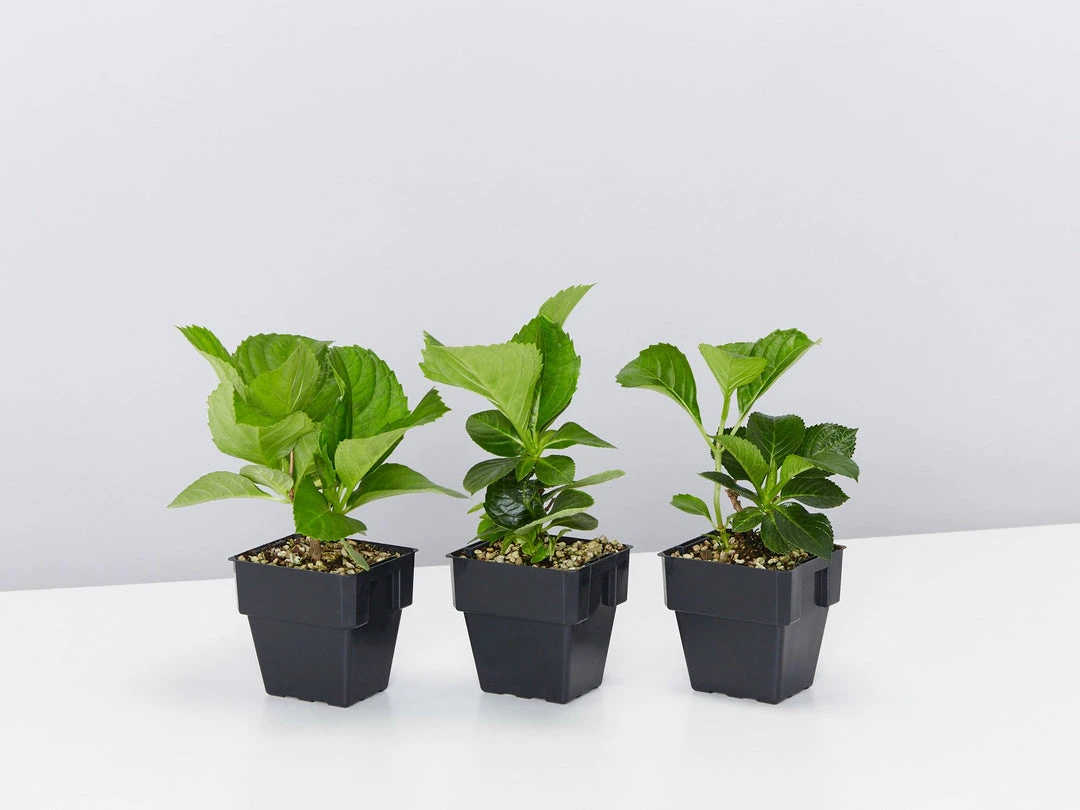 Shrubs Hydrangea Mixed - 85mm 3 Shrubs Hydrangea Mixed - 85mm