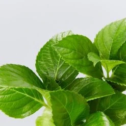 Shrubs Hydrangea Macrophylla